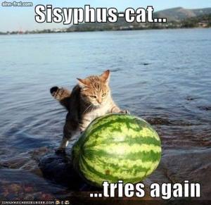 photo of Sisyphus cat
